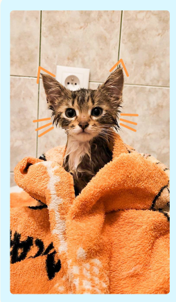 Chat dans sa serviette